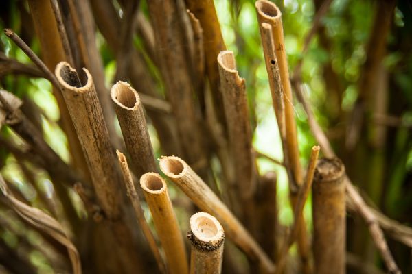 Use of Bamboo in soil Improvement