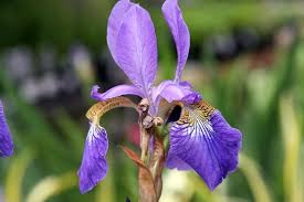 Iris Flower Classification using Machine Learning